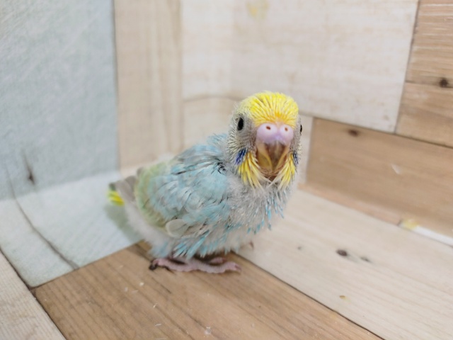 セキセイインコさん(パステルレインボー)入荷しました〜❤