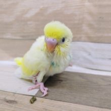 とても綺麗✨セキセイインコさん(ヒナ)入荷しました〜❤