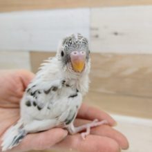 ごましお？？セキセイインコ(ハルクイン)入荷しました❤