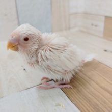 アルビノのセキセイインコさん(ヒナ)入荷しました〜❤