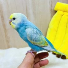 人気カラー！パステル系セキセイさん、いますよ〜
