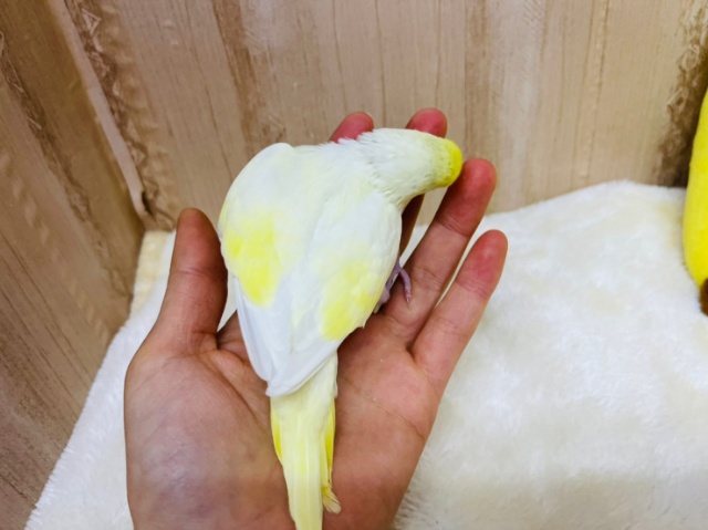 セキセイインコ