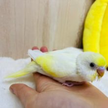 とてもキレイなクリームカラーのセキセイさん、いますよ〜
