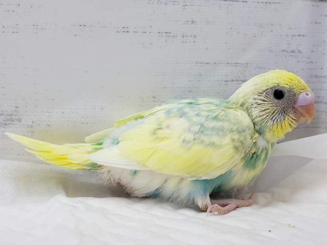 セキセイインコ