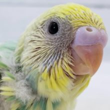きれいなセキセイインコ！パステルレインボーパイド！