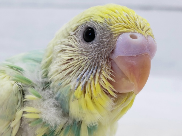 きれいなセキセイインコ！パステルレインボーパイド！