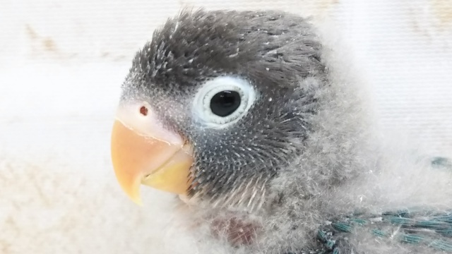 これからの成長が楽しみ ボタンインコ ブルー 東京からもほど近い 千葉県 神奈川県 埼玉県でボタンインコの仲間 ブルーボタンインコ を販売するペットショップ