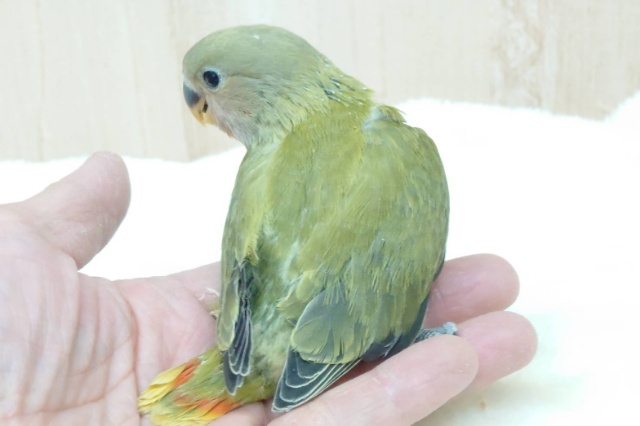 コザクラインコ（小桜インコ）