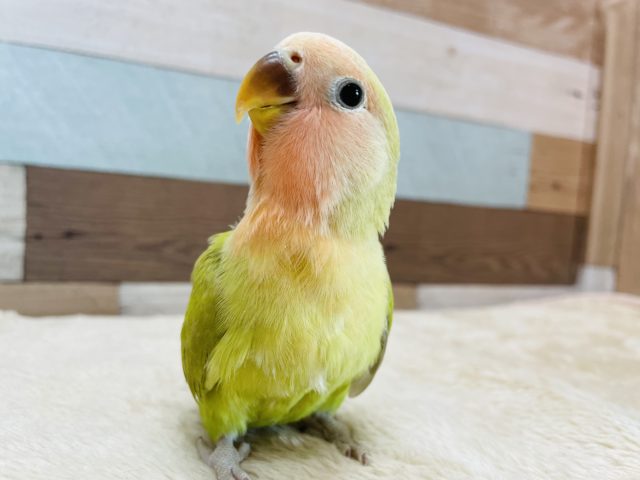 コザクラインコ（小桜インコ）