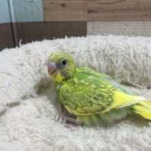 あざと可愛い♡セキセイインコ　スパングルパイド