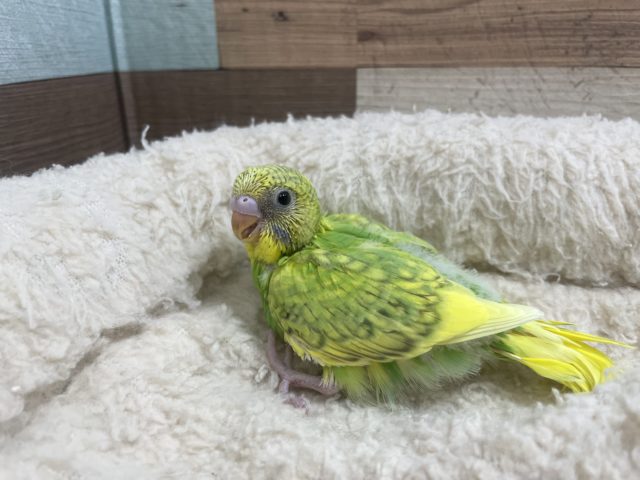 あざと可愛い♡セキセイインコ　スパングルパイド