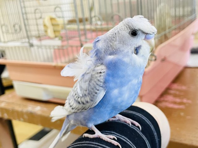 羽衣セキセイインコ