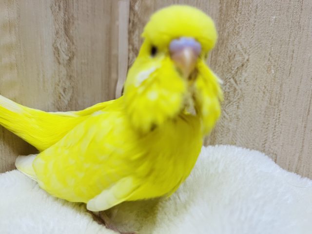 元気カラー☆ジャンボセキセイインコ(ルチノー)