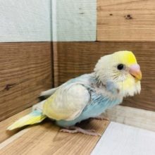 優しいお顔♡キュートなセキセイインコ！