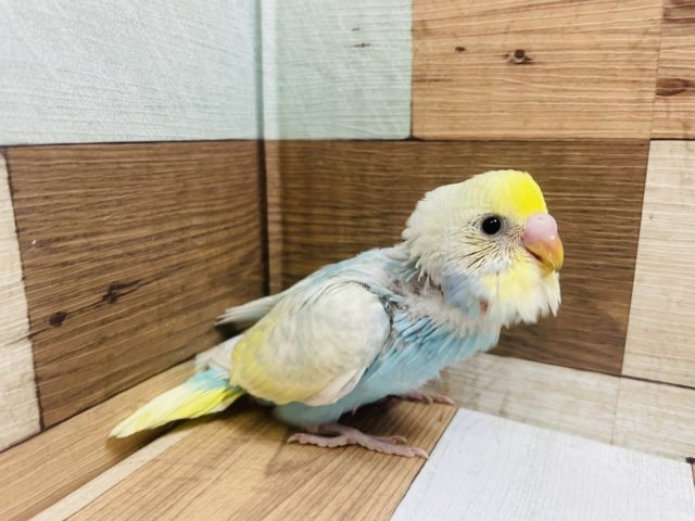 優しいお顔♡キュートなセキセイインコ！