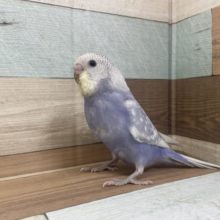 最新画像になります！一人餌です☆何気ない咬みかたが妙に可愛いです☆　セキセイインコ　スパングル～～