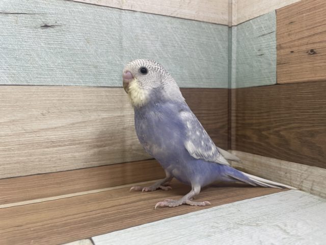 最新画像になります！一人餌です☆何気ない咬みかたが妙に可愛いです☆　セキセイインコ　スパングル～～