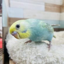 るんるんな♪ パステルカラーレインボー