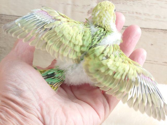 セキセイインコ