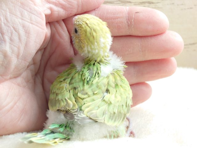 セキセイインコ