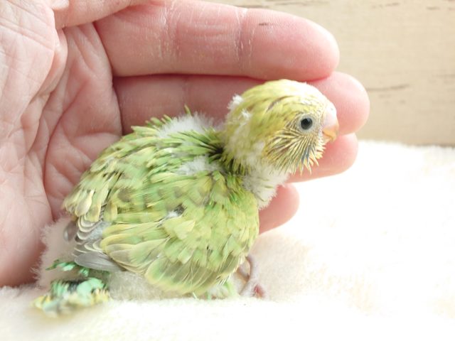 セキセイインコ