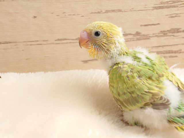 セキセイインコ