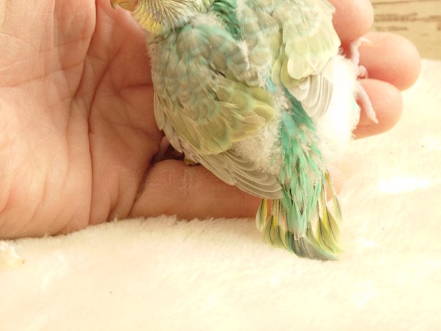 セキセイインコ