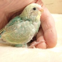 文句なしの人気カラーに！！　セキセイインコ　パステルカラーレインボー♫