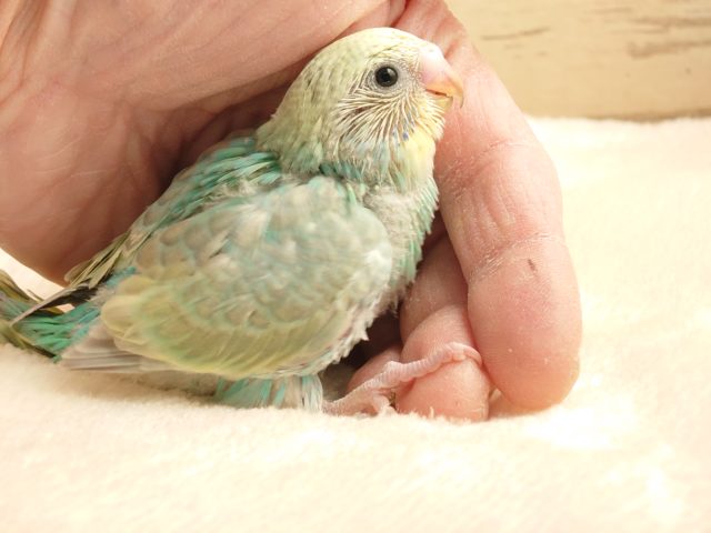 文句なしの人気カラーに！！　セキセイインコ　パステルカラーレインボー♫