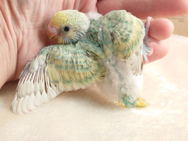 セキセイインコ