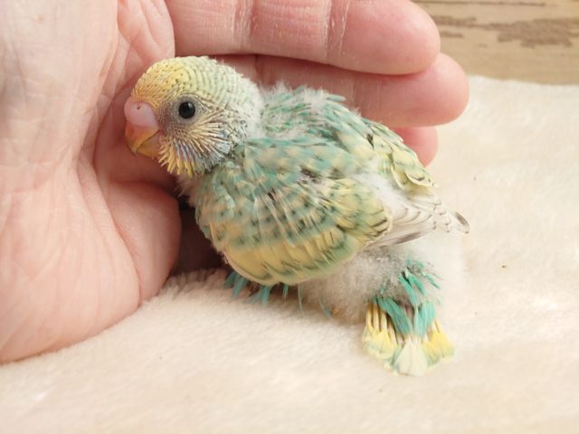 セキセイインコ