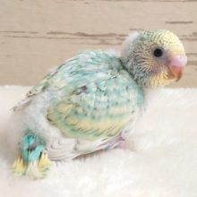 ｷﾚｲねぇ～～　瞳がとくにキラキラ系～☆　　セキセイインコ　パステルレインボースパングル♫
