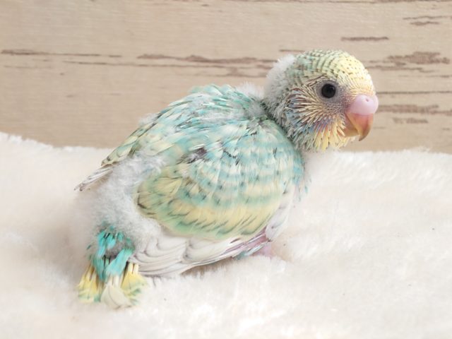 ｷﾚｲねぇ～～　瞳がとくにキラキラ系～☆　　セキセイインコ　パステルレインボースパングル♫