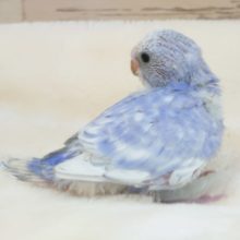 お待ちの方が多いカラーのコっ☆　セキセイインコ　バイオレットスパングル〜〜