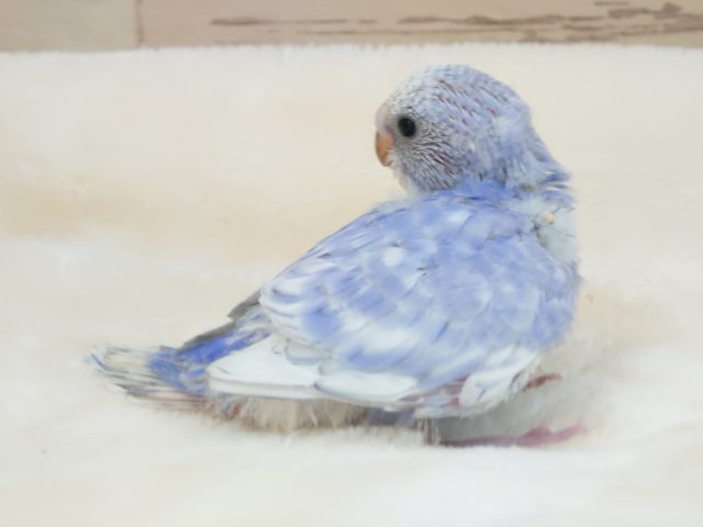 お待ちの方が多いカラーのコっ☆　セキセイインコ　バイオレットスパングル〜〜