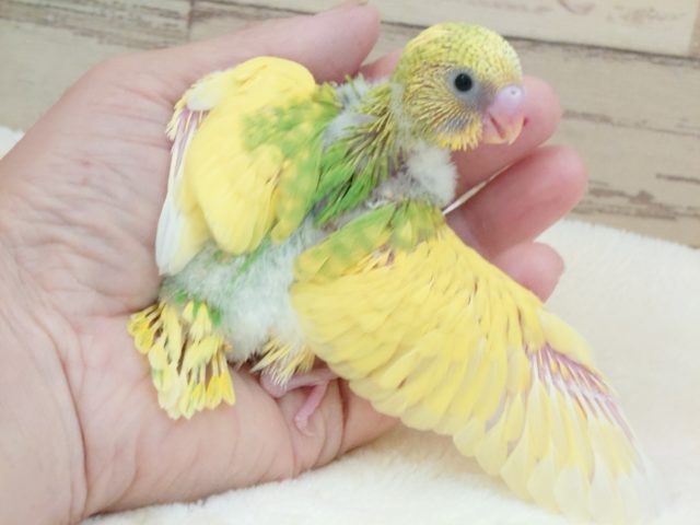 セキセイインコ