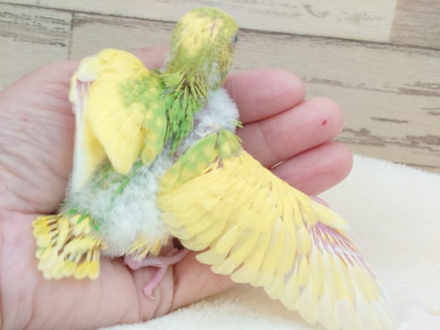 セキセイインコ