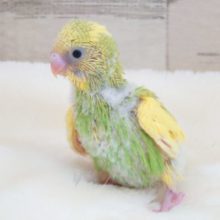 姿勢のｽﾃｷなコ〜　セキセイインコ　スパングルパイドでｺﾞｻﾞｲﾏｽ