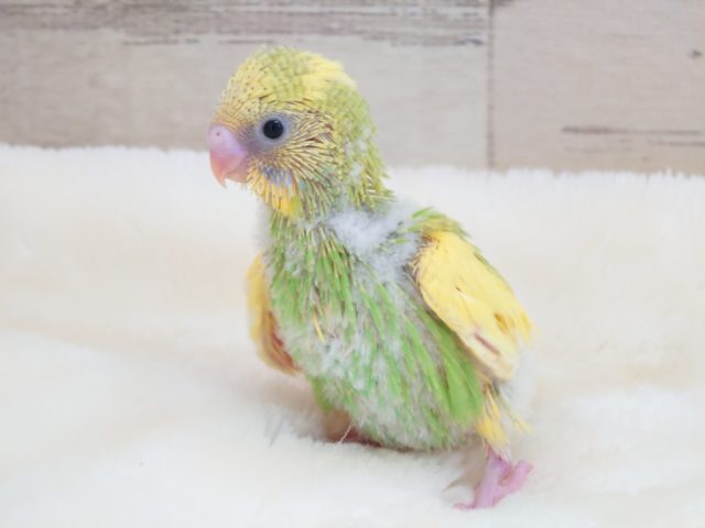 姿勢のｽﾃｷなコ〜　セキセイインコ　スパングルパイドでｺﾞｻﾞｲﾏｽ