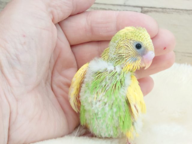 セキセイインコ