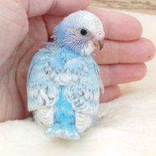 ゆるふわ締り系　セキセイインコ　ブルースパングルです☆