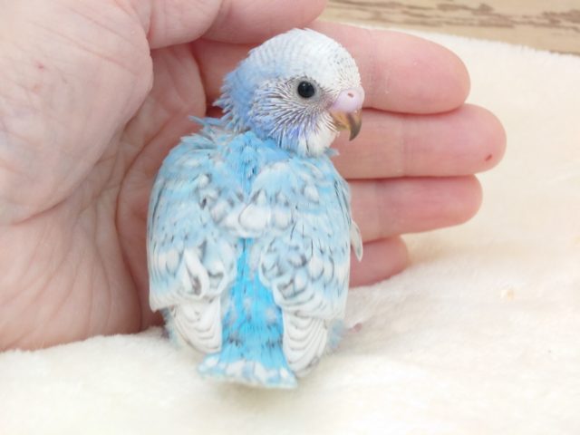 ゆるふわ締り系 セキセイインコ ブルースパングルです☆