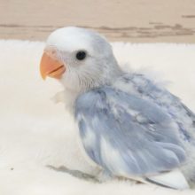 とろけそうな甘ったれさん♬♪　コザクラインコ　バイオレットオパーリンです！