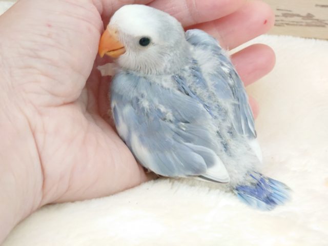 コザクラインコ（小桜インコ）