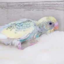 ちょっとはずかし。。。がり？？　セキセイインコ　パステルレインボースパングルパイド　２０２２　２月１２日　