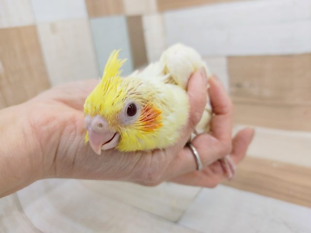 オカメインコ