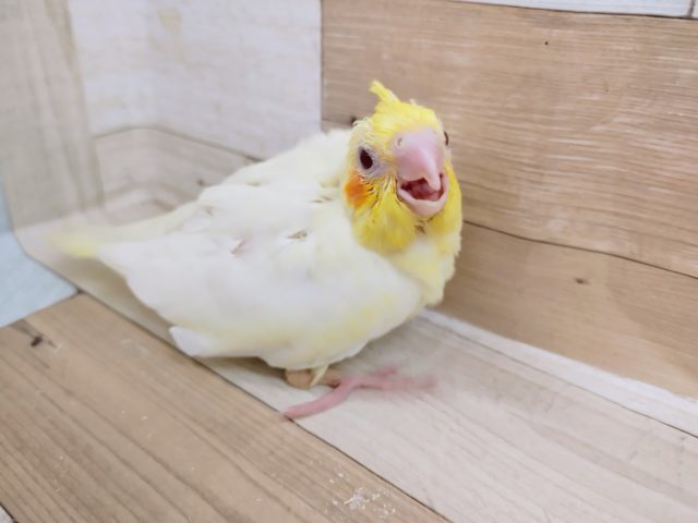 オカメインコ