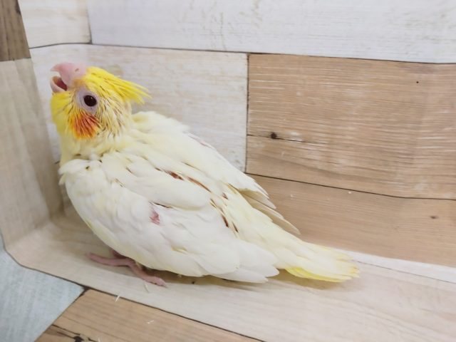 オカメインコ