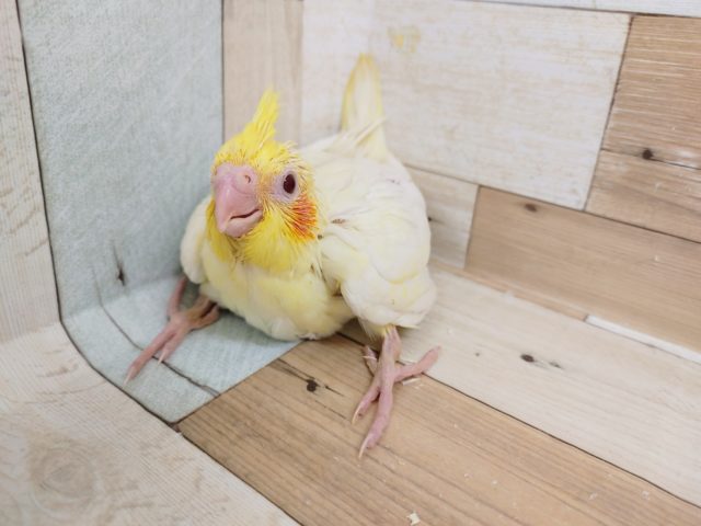 オカメインコ