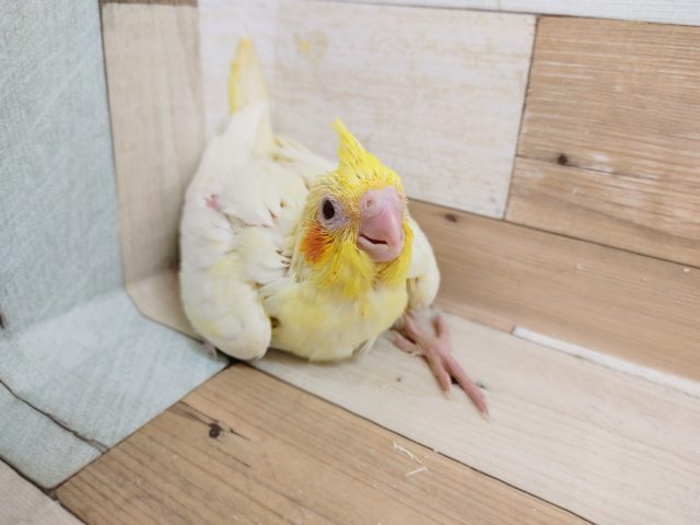 大人気！オカメインコさん(ルチノー)入荷しました〜☆